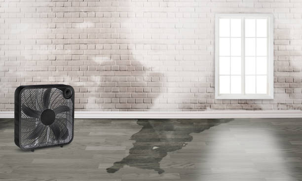 Best Mold removal after water damage  in Erie, PA